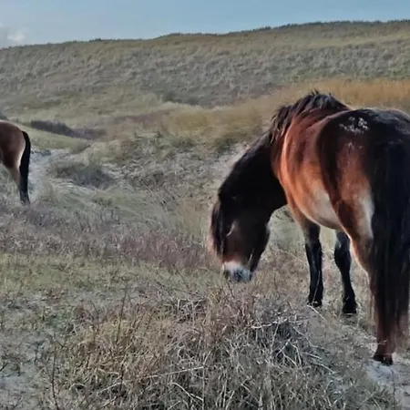 Apartman Prinsenhof # Vijfentwintig *